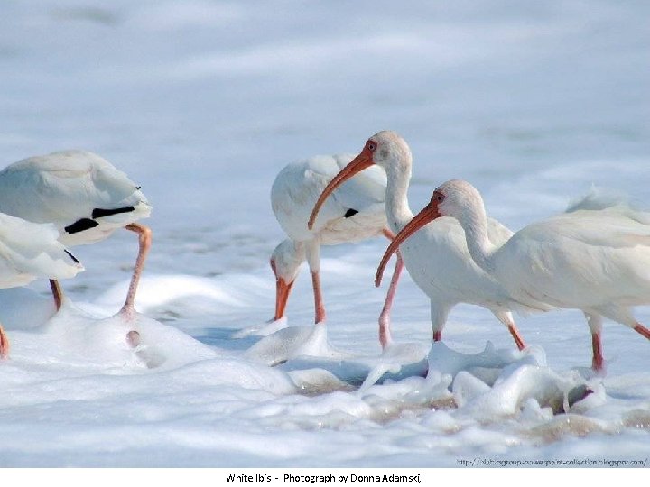 White Ibis - Photograph by Donna Adamski, 