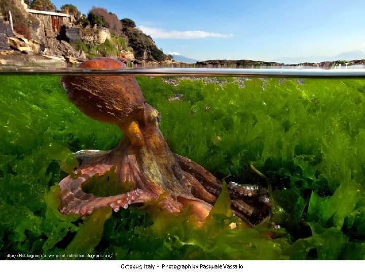 Octopus, Italy - Photograph by Pasquale Vassallo 