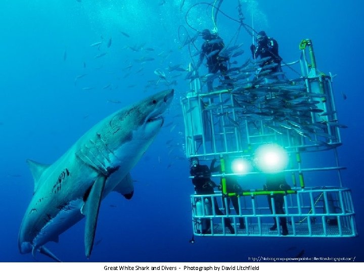 Great White Shark and Divers - Photograph by David Litchfield 