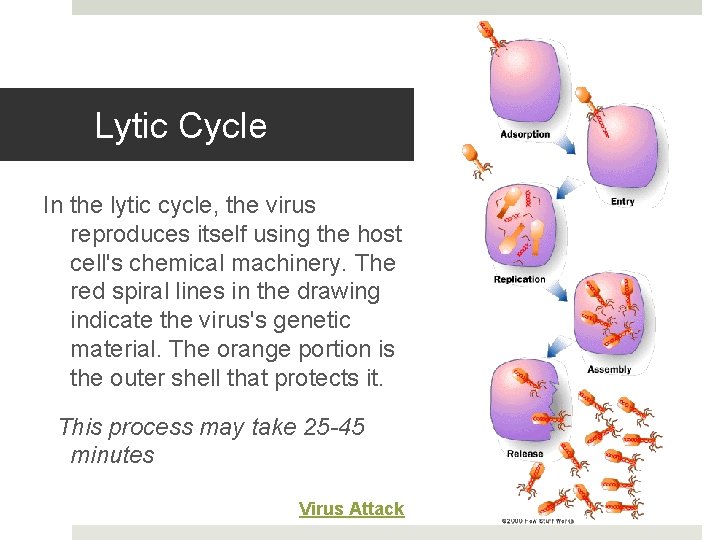 Lytic Cycle In the lytic cycle, the virus reproduces itself using the host cell's