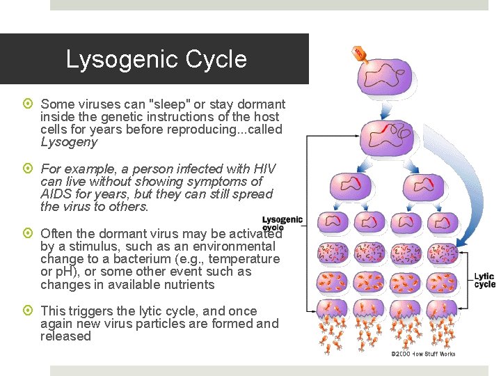 Lysogenic Cycle Some viruses can "sleep" or stay dormant inside the genetic instructions of