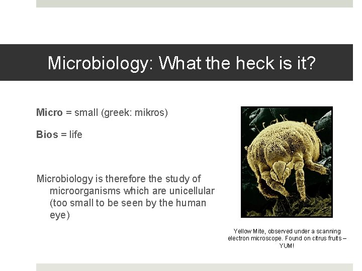 Microbiology: What the heck is it? Micro = small (greek: mikros) Bios = life