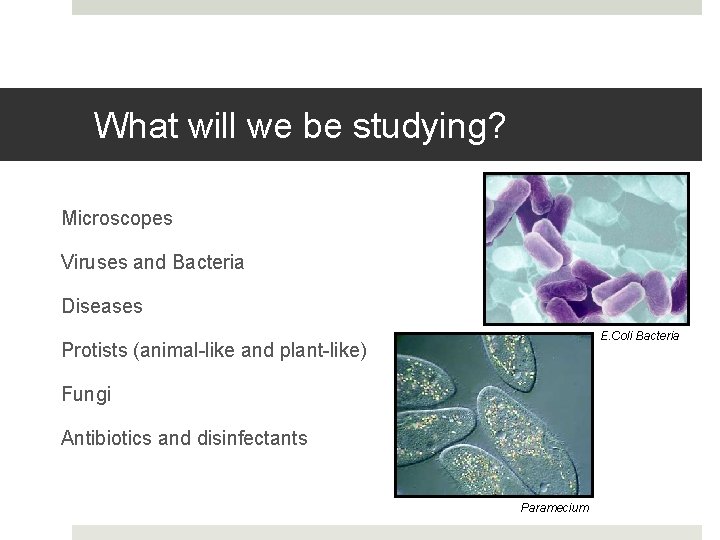 What will we be studying? Microscopes Viruses and Bacteria Diseases E. Coli Bacteria Protists