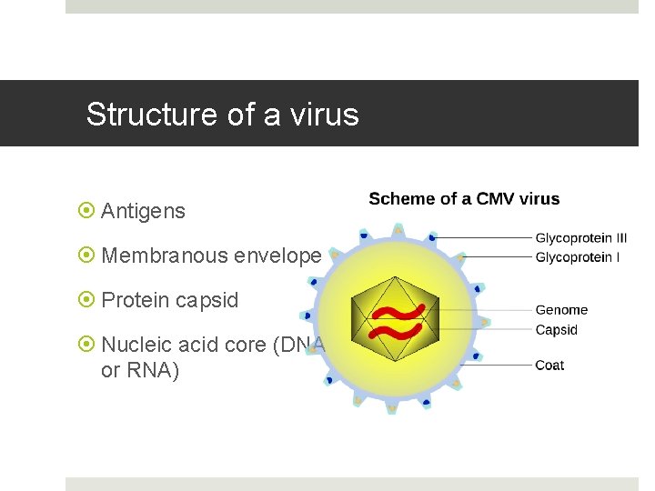 Structure of a virus Antigens Membranous envelope Protein capsid Nucleic acid core (DNA or