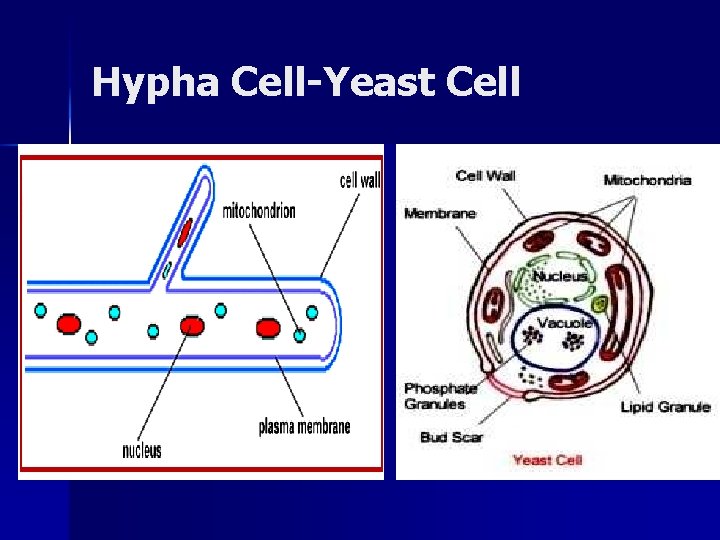 Hypha Cell-Yeast Cell 