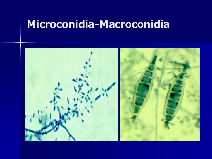 Microconidia-Macroconidia 