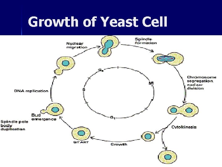Growth of Yeast Cell 