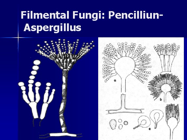 Filmental Fungi: Pencilliun. Aspergillus 