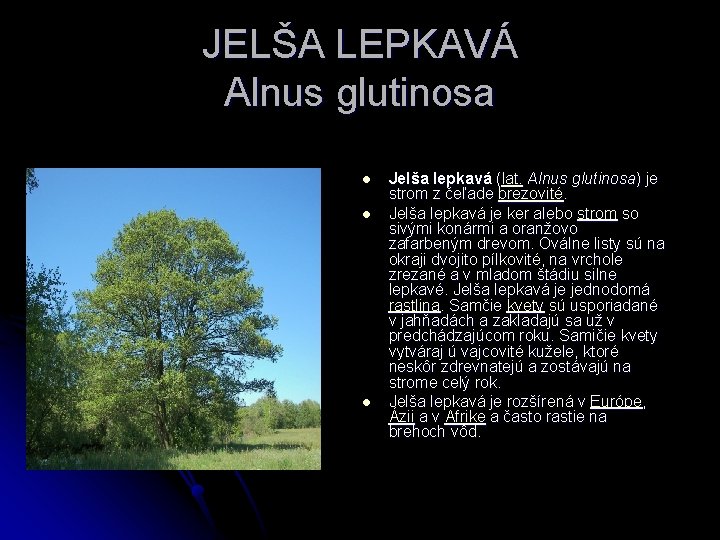 JELŠA LEPKAVÁ Alnus glutinosa l l l Jelša lepkavá (lat. Alnus glutinosa) je strom