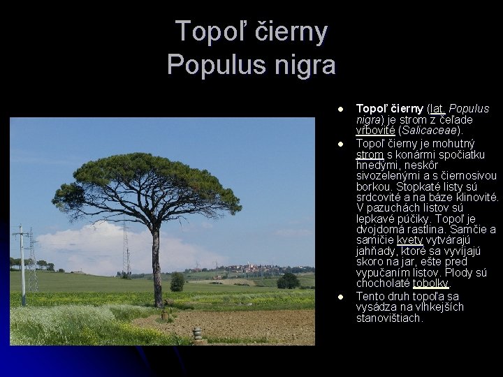 Topoľ čierny Populus nigra l l l Topoľ čierny (lat. Populus nigra) je strom