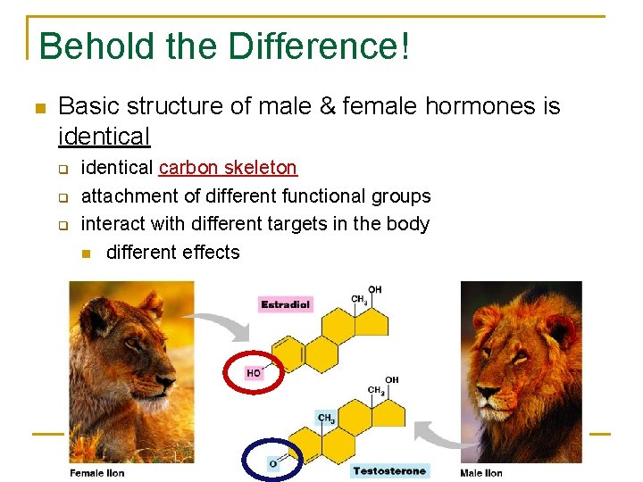 Behold the Difference! Basic structure of male & female hormones is identical q q