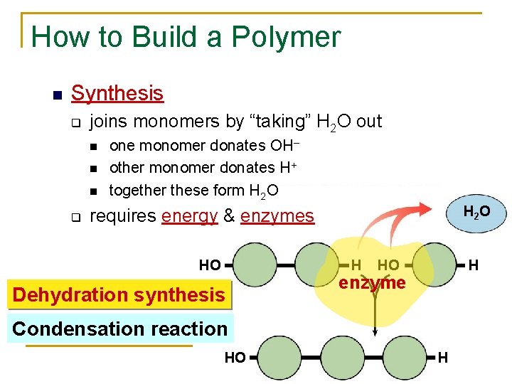 How to Build a Polymer Synthesis q joins monomers by “taking” H 2 O