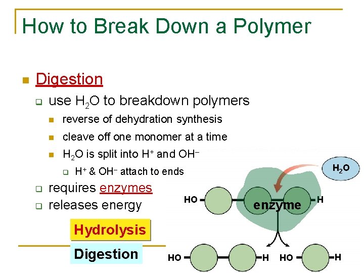 How to Break Down a Polymer Digestion q use H 2 O to breakdown