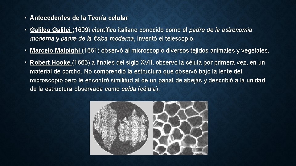  • Antecedentes de la Teoría celular • Galileo Galilei (1609) científico italiano conocido
