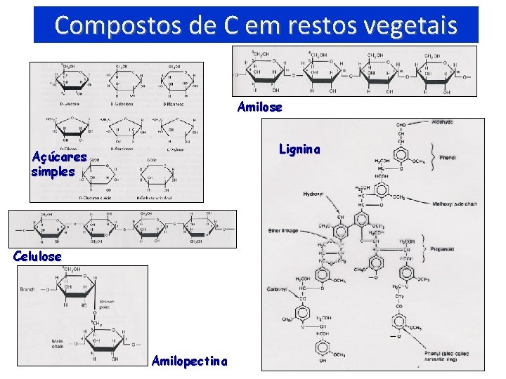 Compostos de C em restos vegetais Amilose Lignina Açúcares simples Celulose Amilopectina 