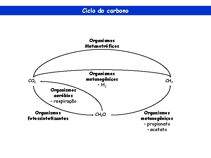 Ciclo do carbono Organismos Metanotróficos CO 2 Organismos aeróbios - respiração Organismos fotossintetizantes Organismos