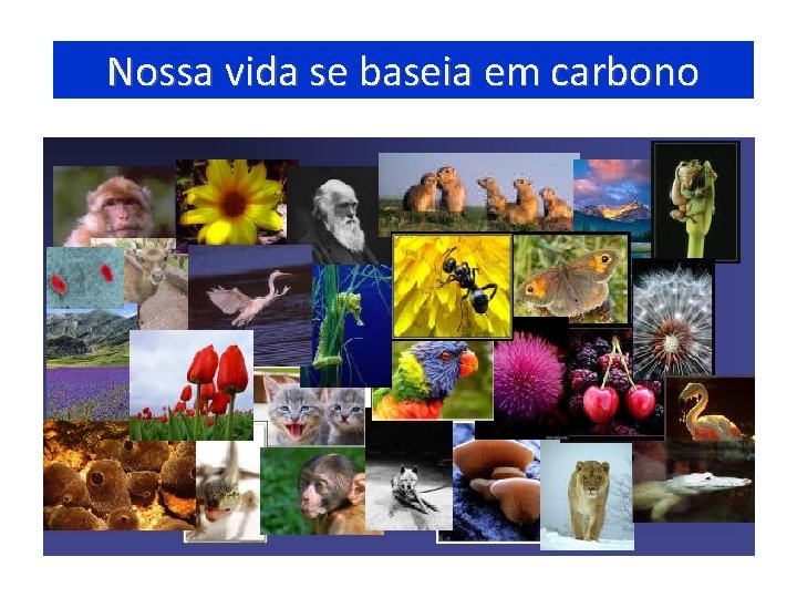 Nossa vida se baseia em carbono 