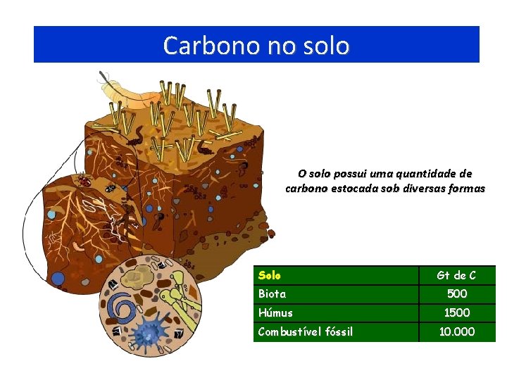 Carbono no solo O solo possui uma quantidade de carbono estocada sob diversas formas