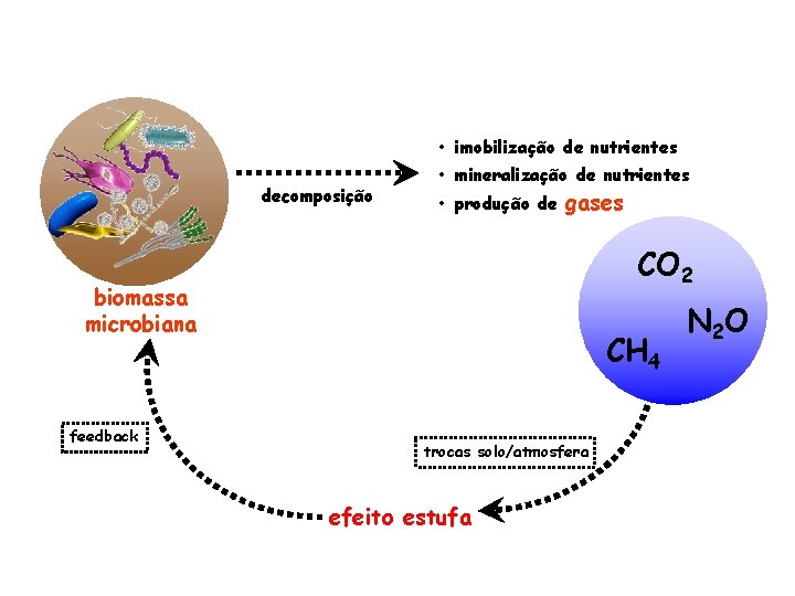  • imobilização de nutrientes decomposição • mineralização de nutrientes • produção de gases