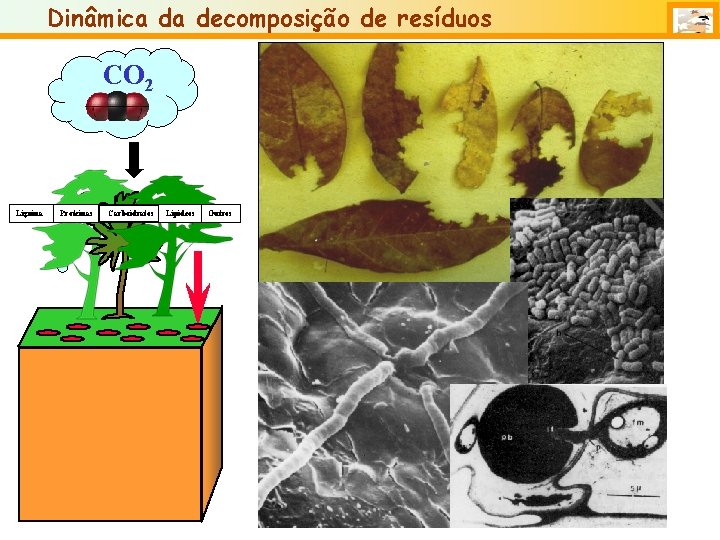 Dinâmica da decomposição de resíduos CO 2 Lignina Proteínas Carboidratos Lipídeos Outros 