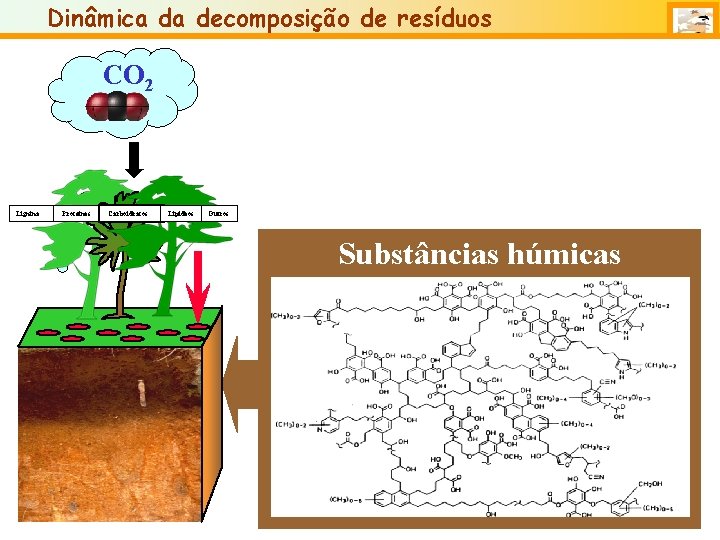 Dinâmica da decomposição de resíduos CO 2 Lignina Proteínas Carboidratos Lipídeos Outros Substâncias húmicas