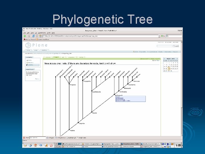 Phylogenetic Tree 