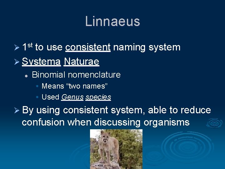 Linnaeus Ø 1 st to use consistent naming system Ø Systema Naturae l Binomial