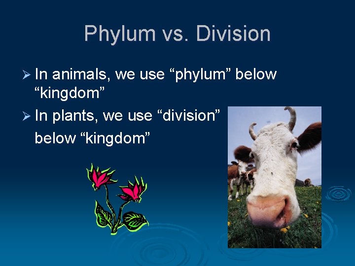 Phylum vs. Division Ø In animals, we use “phylum” below “kingdom” Ø In plants,
