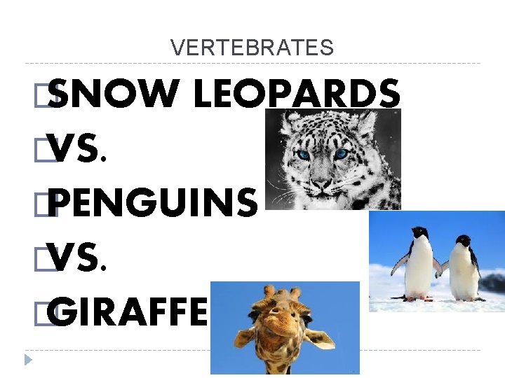 VERTEBRATES � SNOW LEOPARDS � VS. � PENGUINS � VS. � GIRAFFE 