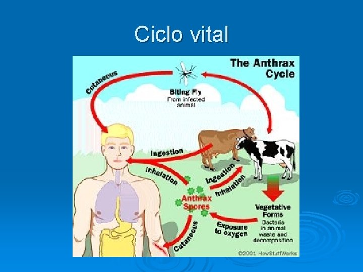 Ciclo vital 