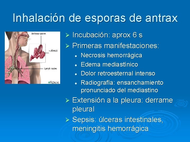 Inhalación de esporas de antrax Incubación: aprox 6 s Ø Primeras manifestaciones: Ø l