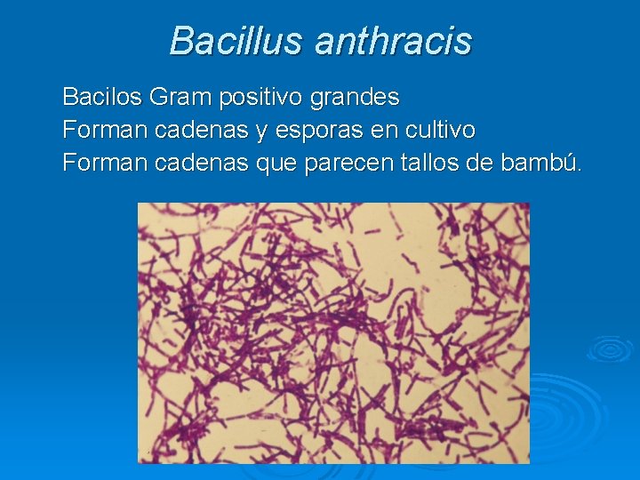Bacillus anthracis Bacilos Gram positivo grandes Forman cadenas y esporas en cultivo Forman cadenas