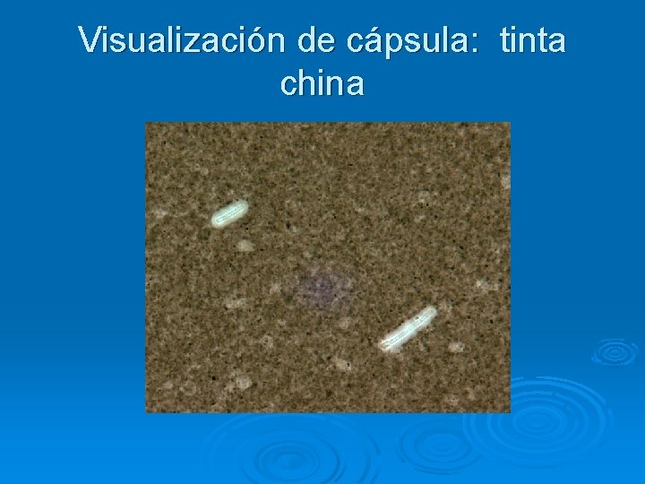 Visualización de cápsula: tinta china 