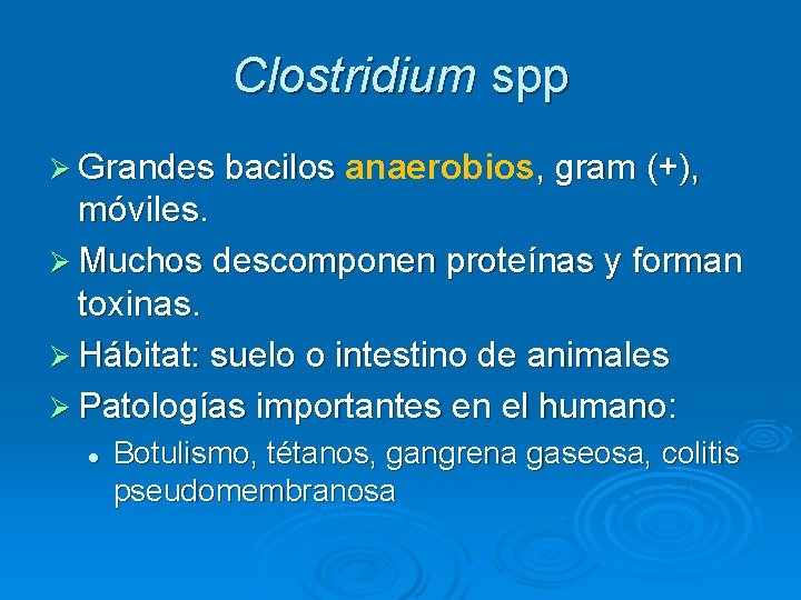 Clostridium spp Ø Grandes bacilos anaerobios, gram (+), móviles. Ø Muchos descomponen proteínas y