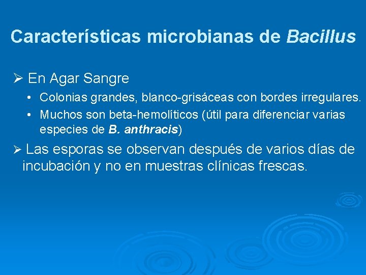 Características microbianas de Bacillus Ø En Agar Sangre • Colonias grandes, blanco-grisáceas con bordes