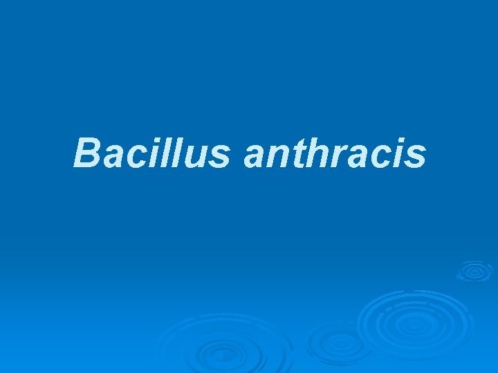 Bacillus anthracis 