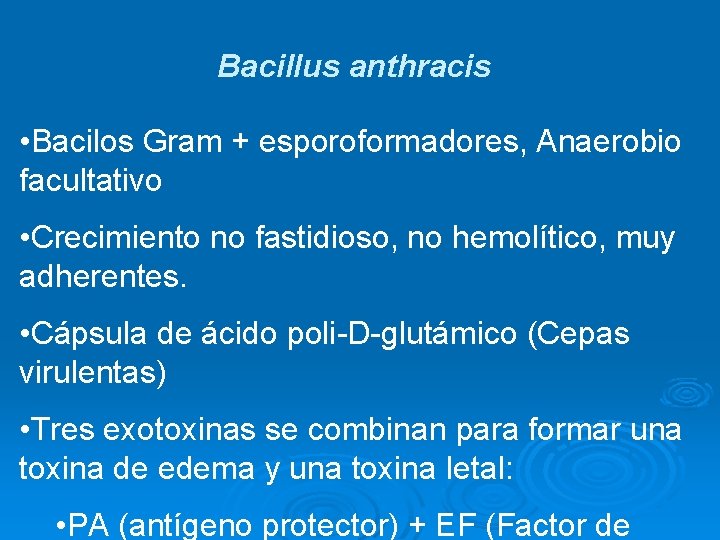 Bacillus anthracis • Bacilos Gram + esporoformadores, Anaerobio facultativo • Crecimiento no fastidioso, no