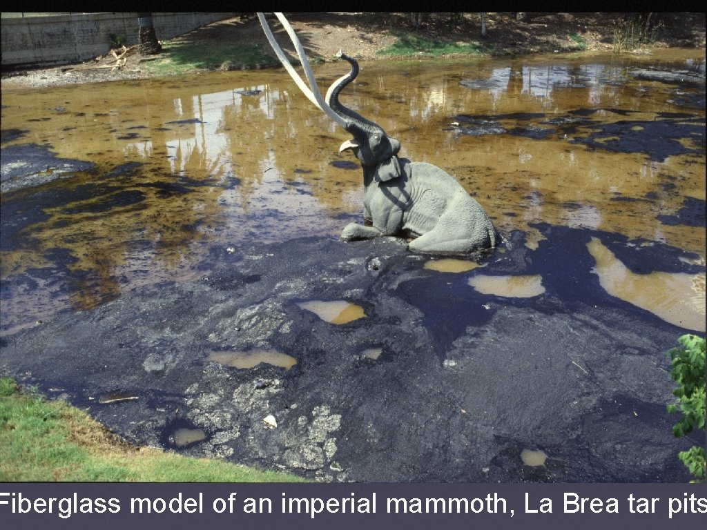 Fiberglass model of an imperial mammoth, La Brea tar pits 