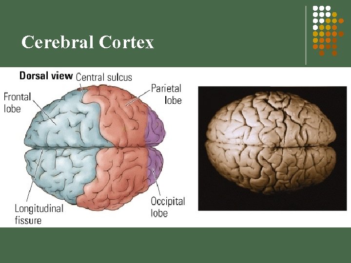 Cerebral Cortex 