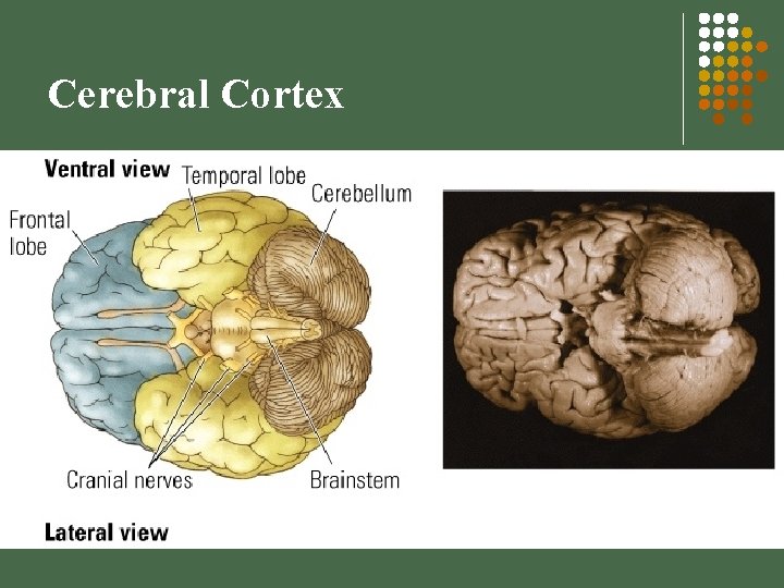 Cerebral Cortex 