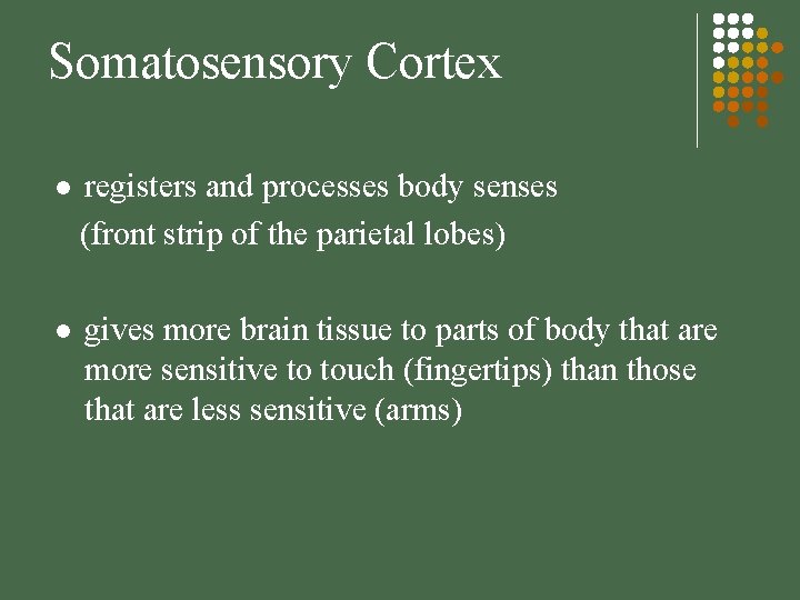 Somatosensory Cortex l registers and processes body senses (front strip of the parietal lobes)