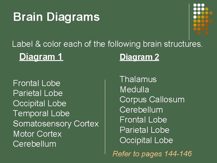 Brain Diagrams Label & color each of the following brain structures. Diagram 1 Frontal