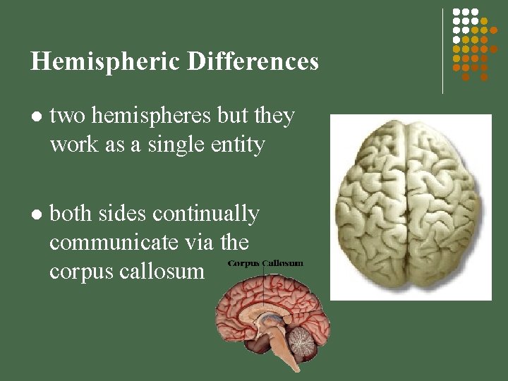 Hemispheric Differences l two hemispheres but they work as a single entity l both