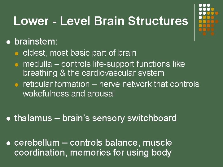 Lower - Level Brain Structures l brainstem: l l l oldest, most basic part