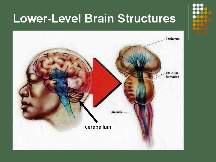 Lower-Level Brain Structures cerebellum 