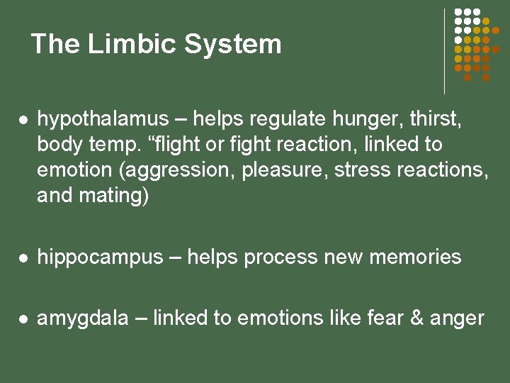 The Limbic System l hypothalamus – helps regulate hunger, thirst, body temp. “flight or