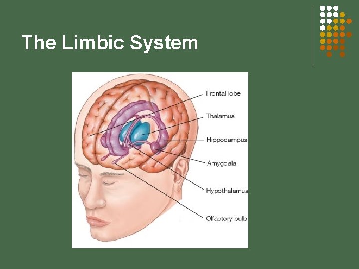 The Limbic System 
