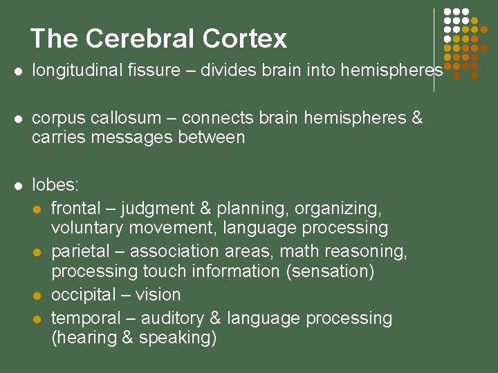 The Cerebral Cortex l longitudinal fissure – divides brain into hemispheres l corpus callosum