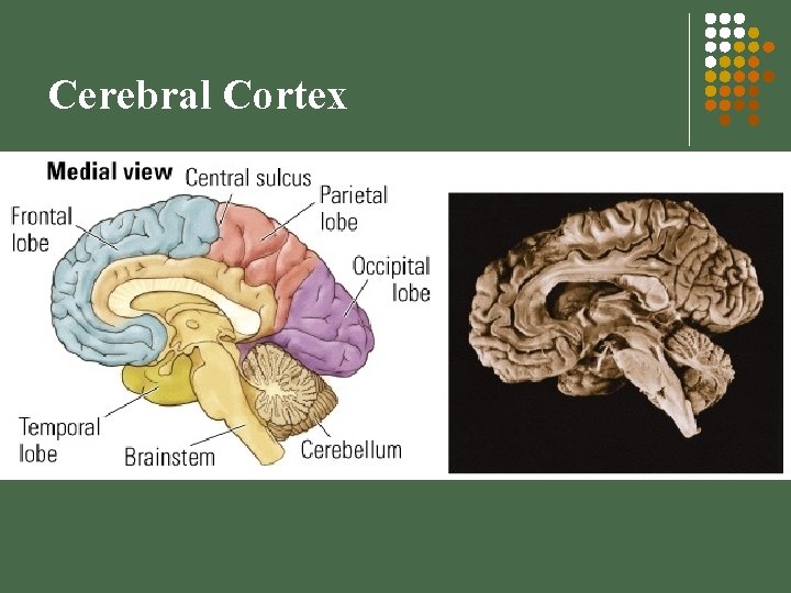 Cerebral Cortex 