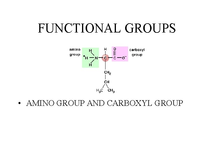 FUNCTIONAL GROUPS • AMINO GROUP AND CARBOXYL GROUP 